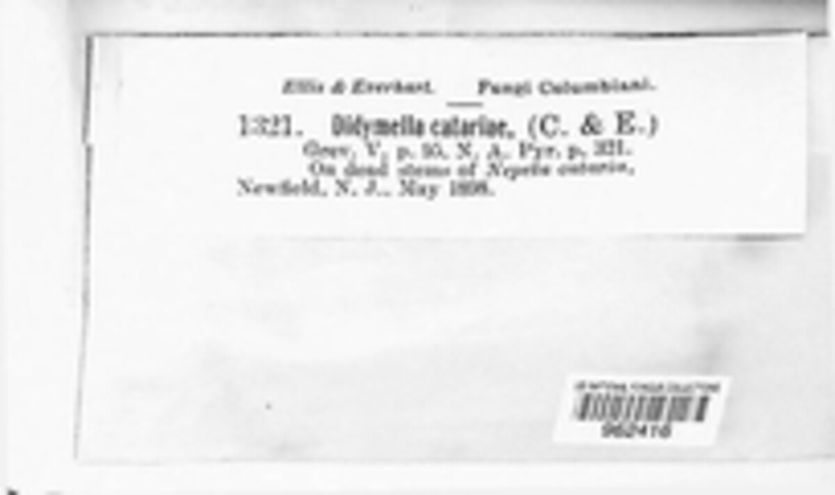 Xenodidymella image